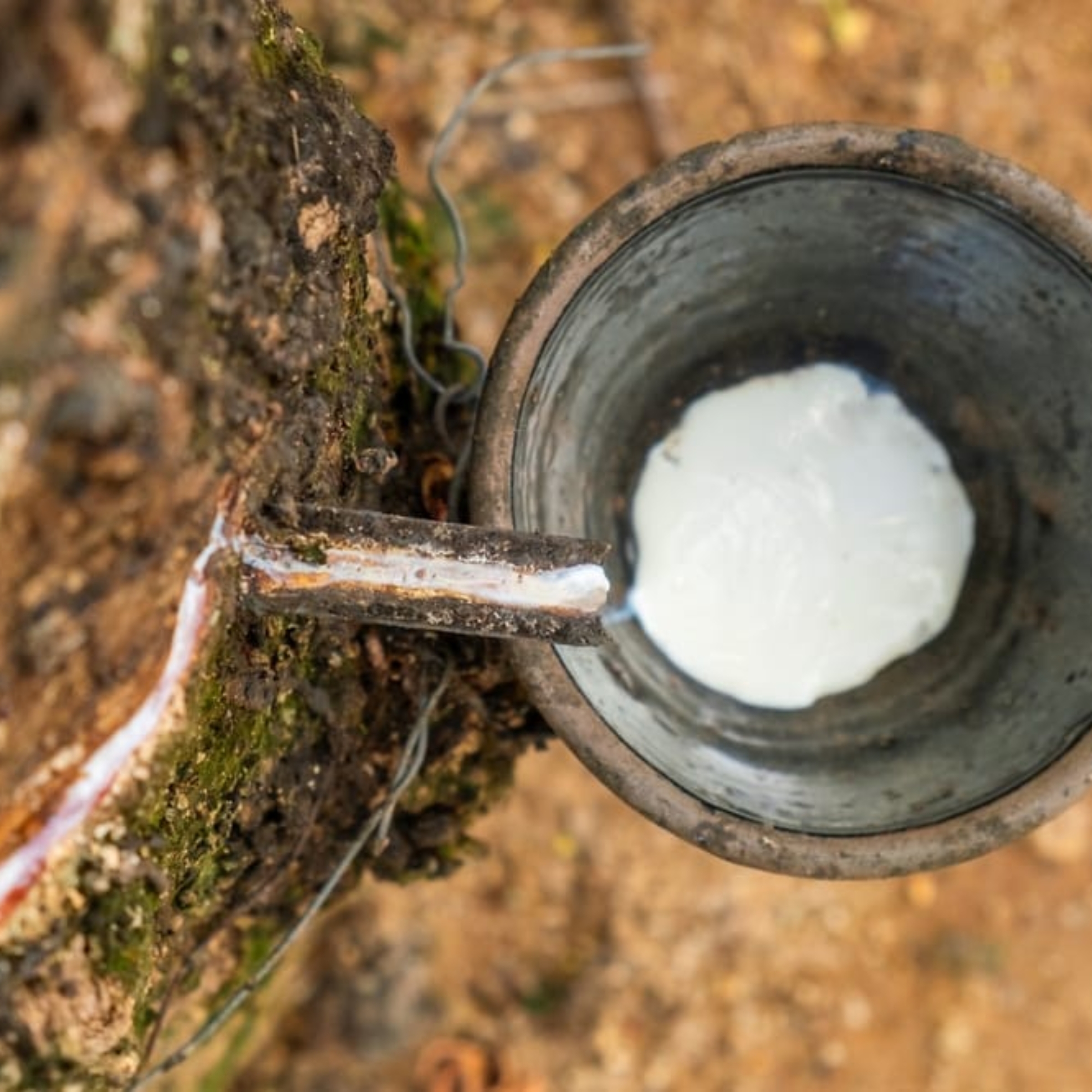 Rubber,Tapping,Process,With,Latex,Dripping,From,A,Rubber,Tree